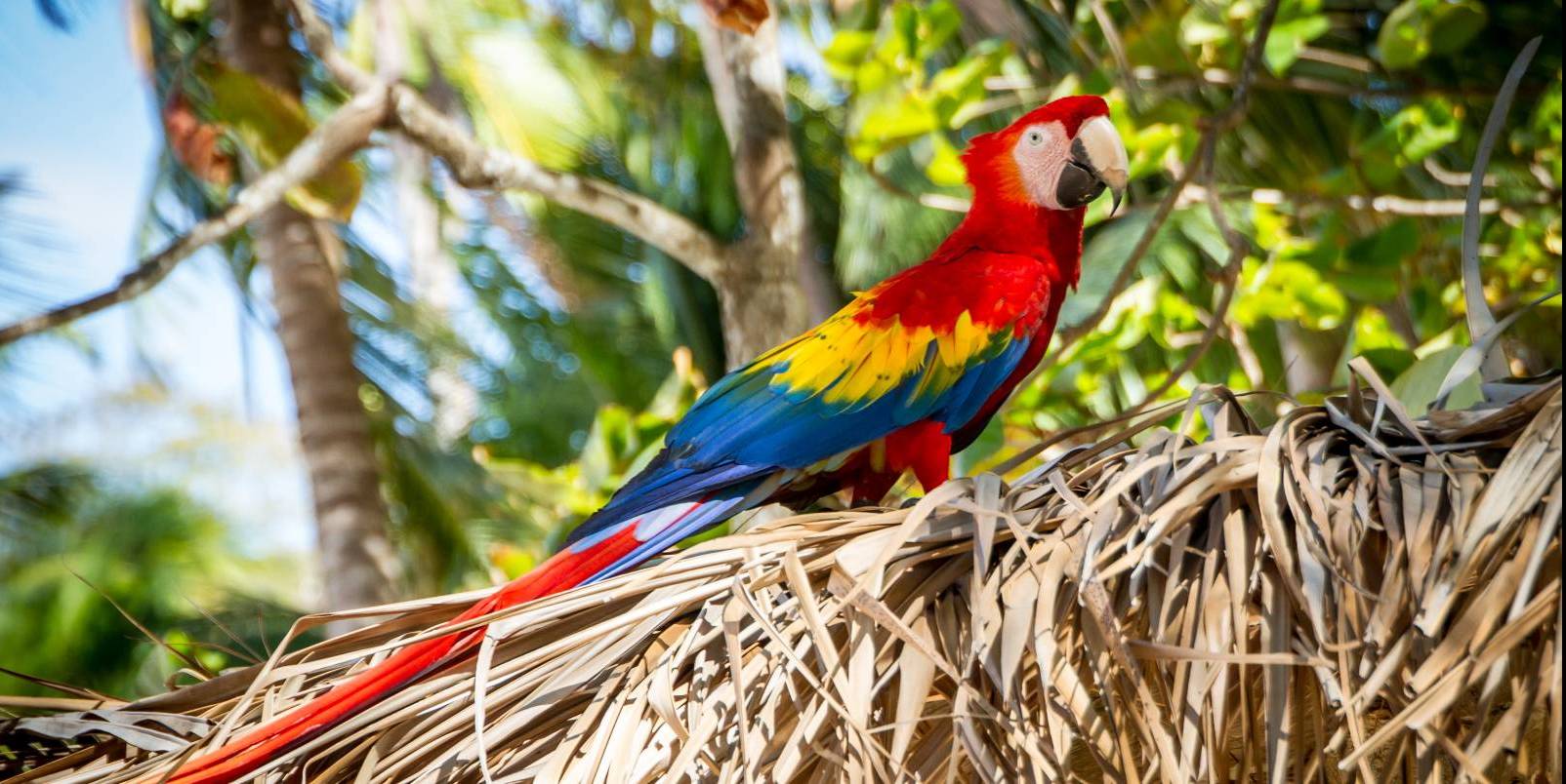 Oiseau à Isla Tortuga - Costa Rica