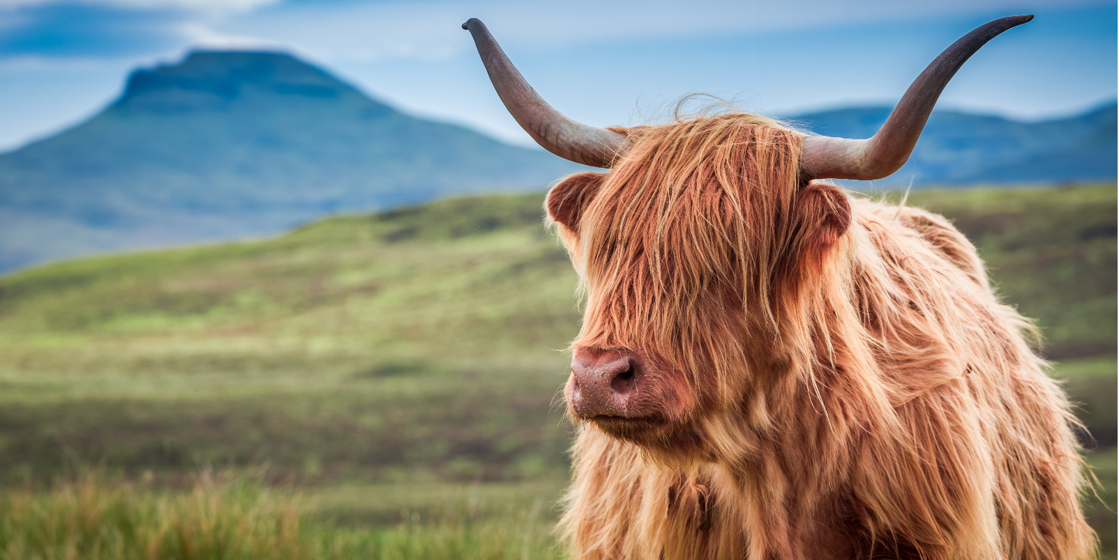 Highland bull