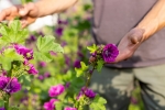 Plantes médicinales