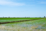Rizière Deltebre