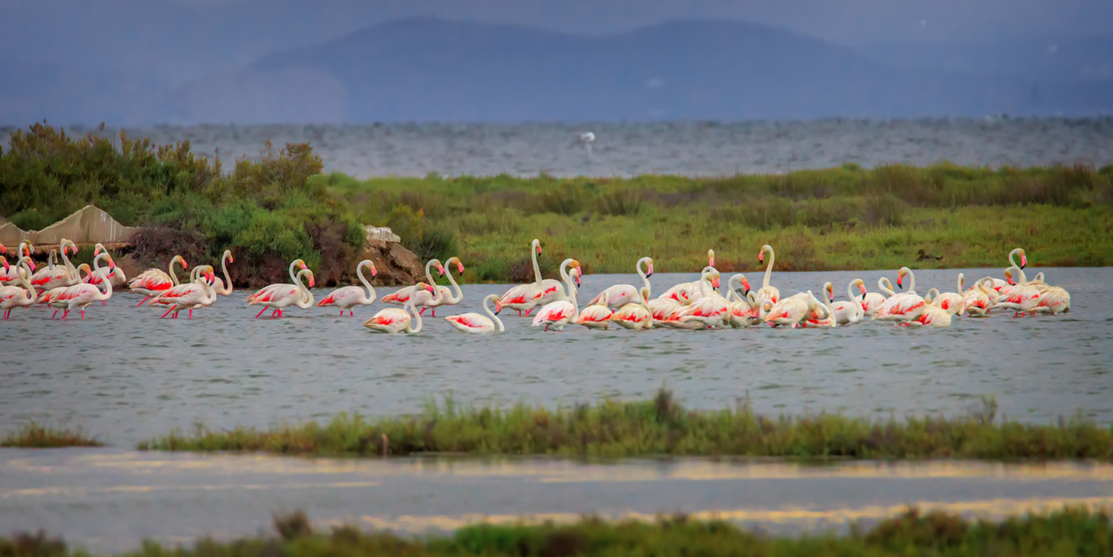 Delta de l'Ebre