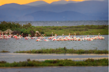 Escapade naturelle : le Delta de l'Ebre - 