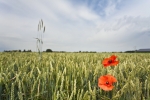 Champs de blé