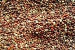 grains de moutarde
