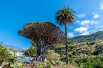Icod de Los Vinos - Tenerife
