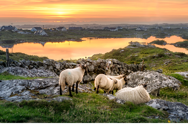 Agriculture et élevages en Irlande - Connaught (Galway)
