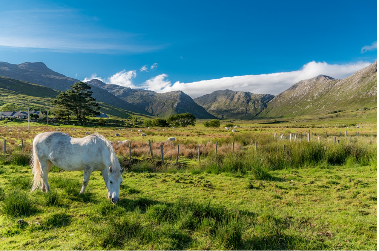 L'âme sauvage du Connemara - Connaught (Galway)