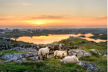 Sur les terres agricoles - Connaught (Galway)