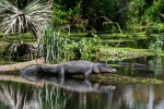 Alligator, Floride