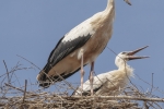 cigogne écomusée d'Alsace