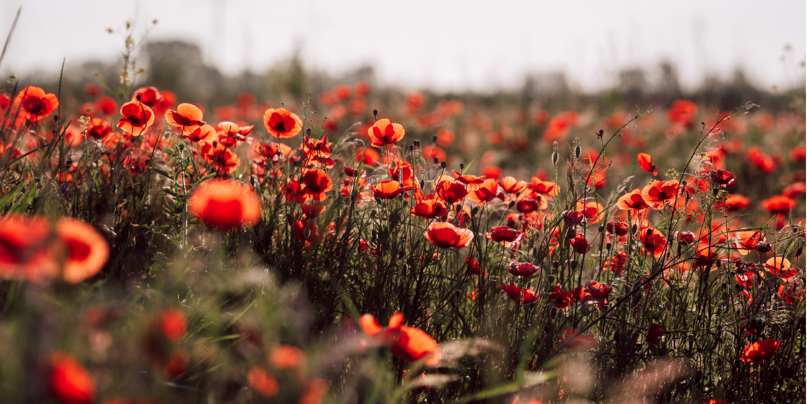 Poppy
