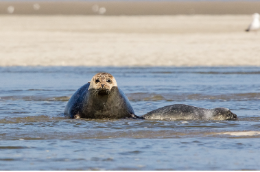 Baie de Somme grandeur Nature - 