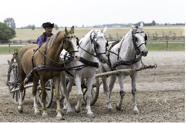 Agriculture et élevage en Hongrie - 