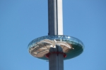 Seagull, Brighton