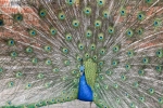 paon de Leeds Castle