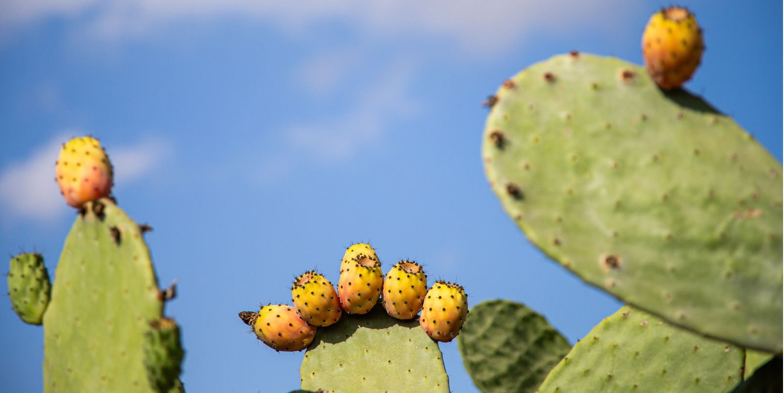 Figues de barbarie, Malte