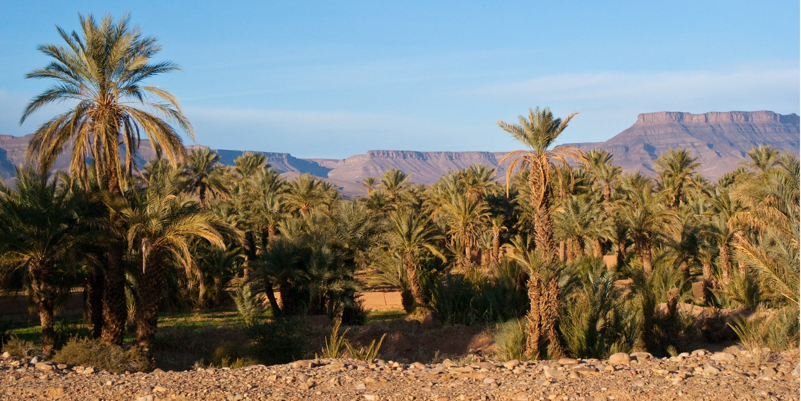 Desert Marocain