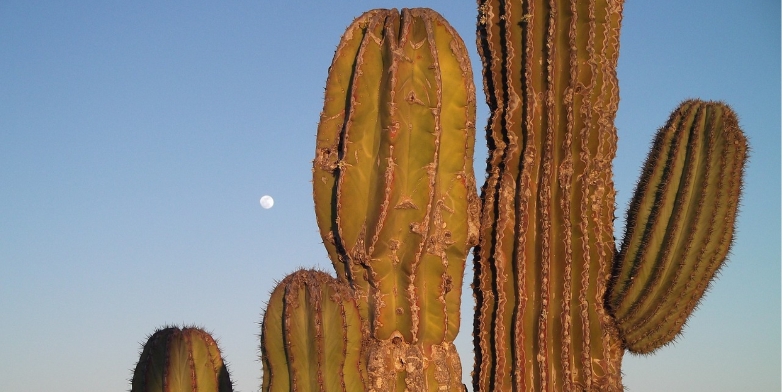 cactus