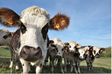 Bienvenue à la ferme ! - 