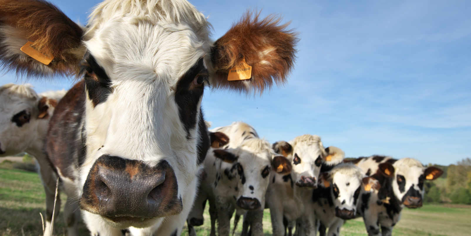 Vaches