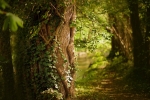 Forêt