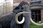 Le mammouth devant le Muséum d'histoire naturelle