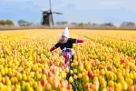 Child in tulip flower in Holland