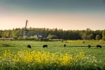 Vaches et moulin à vent
