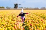 Child in tulip flower in Holland