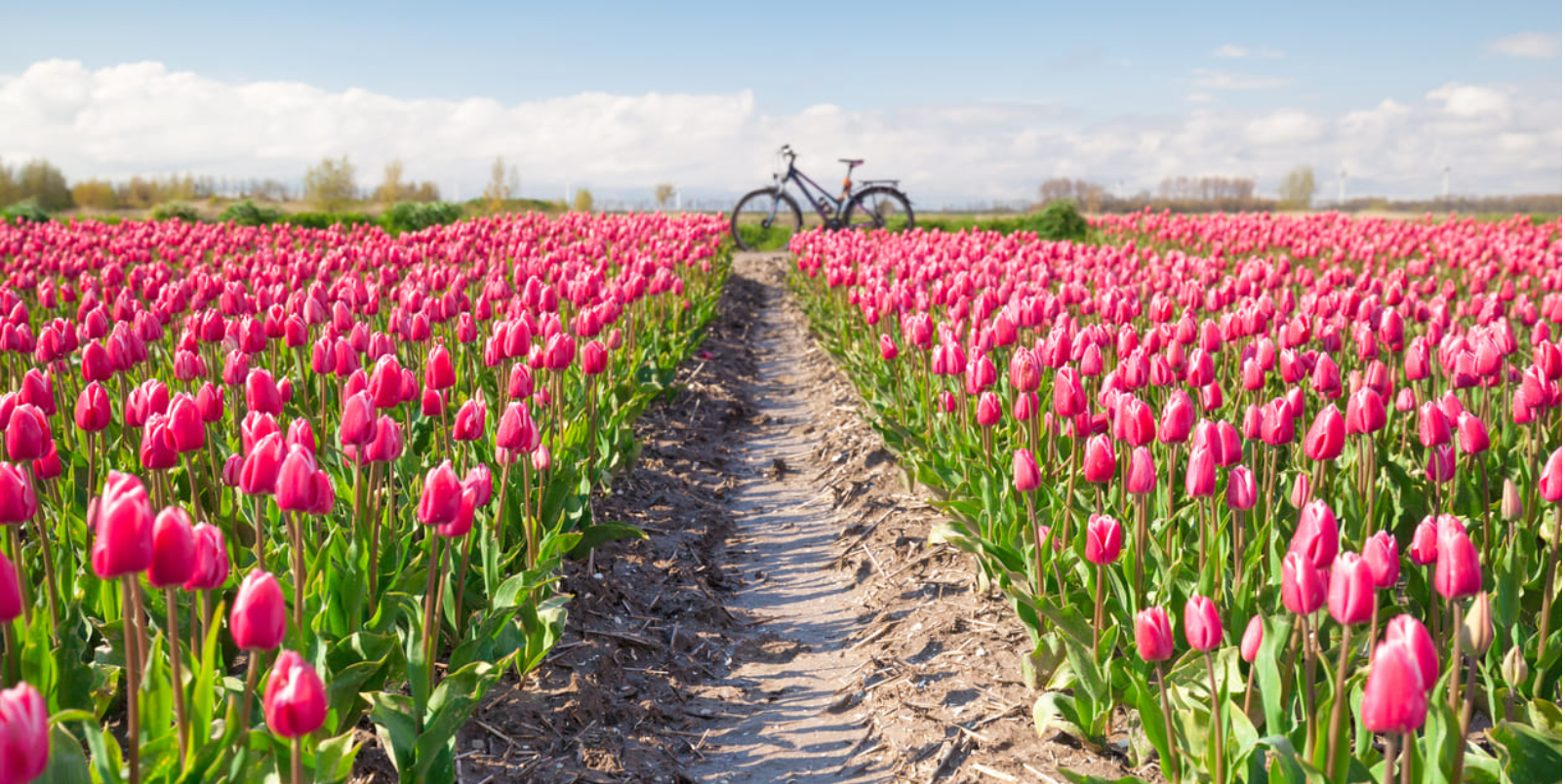 Champ de tulipes