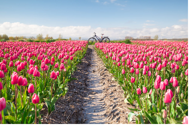Pays-Bas : fleuriste du monde - 
