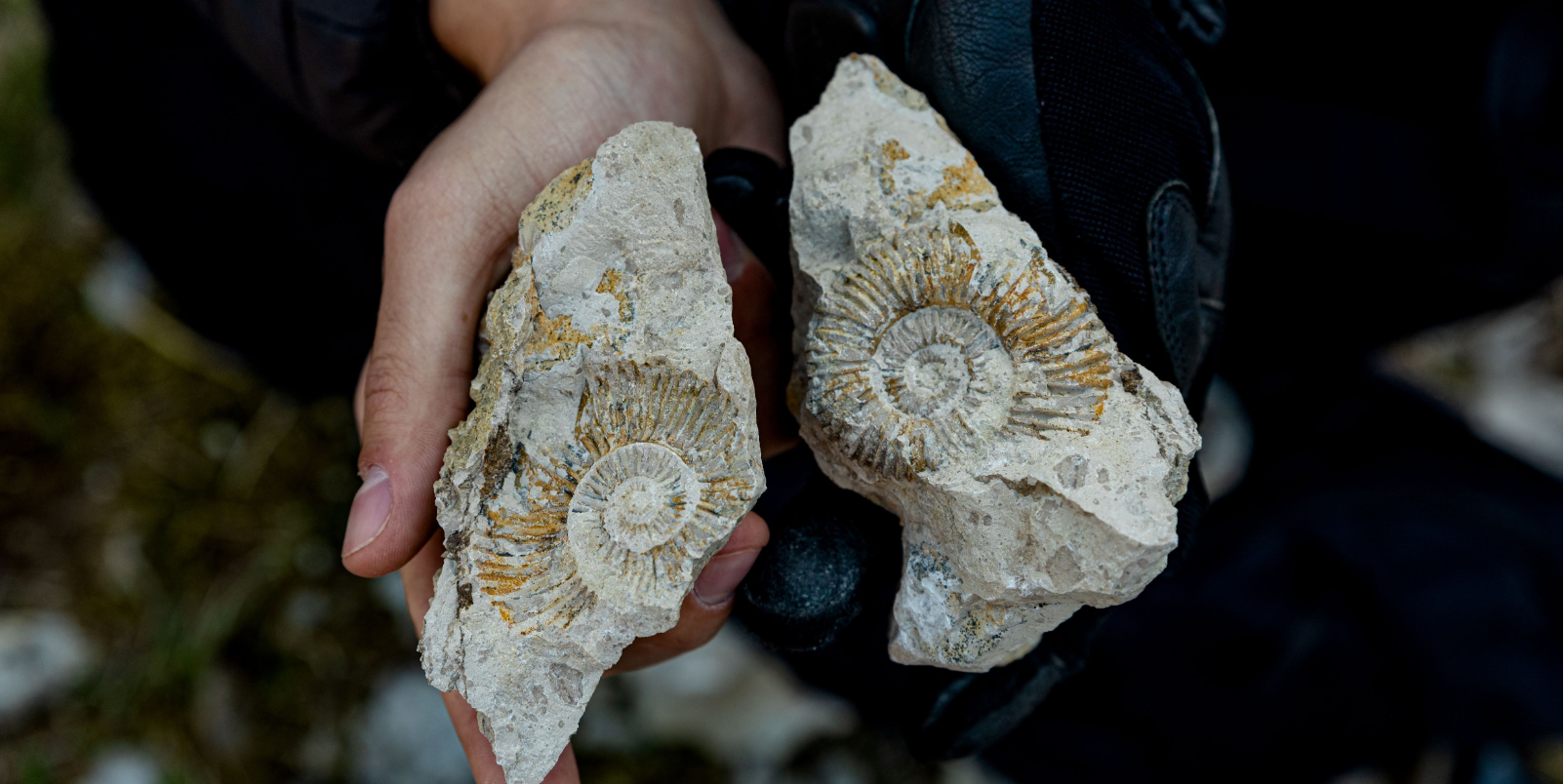 Fossiles de Gastéropodes