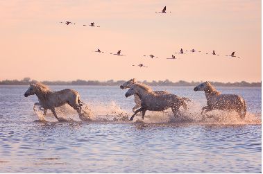 Au coeur de la Camargue - Provence - Alpes - Côte d'Azur