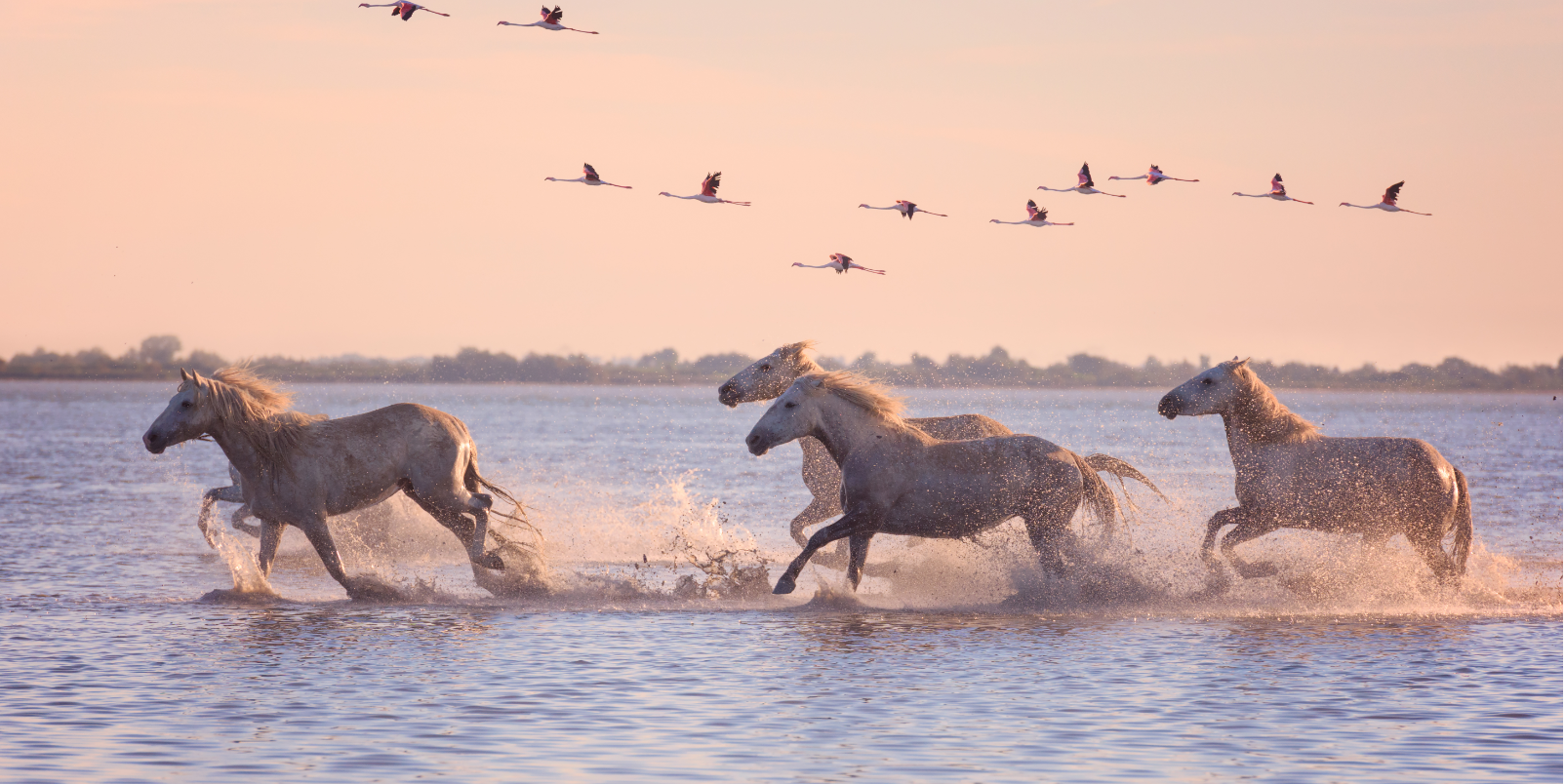 parc régional de Camargue