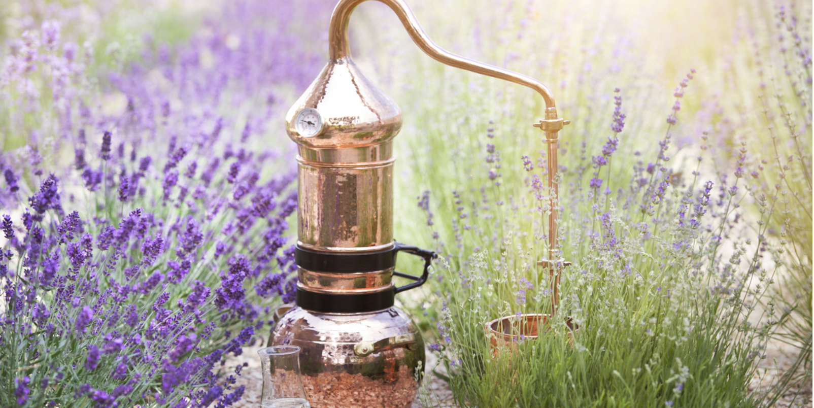 La distillation de la lavande -