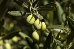 Le fruit de l'olivier -