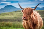 Highland bull