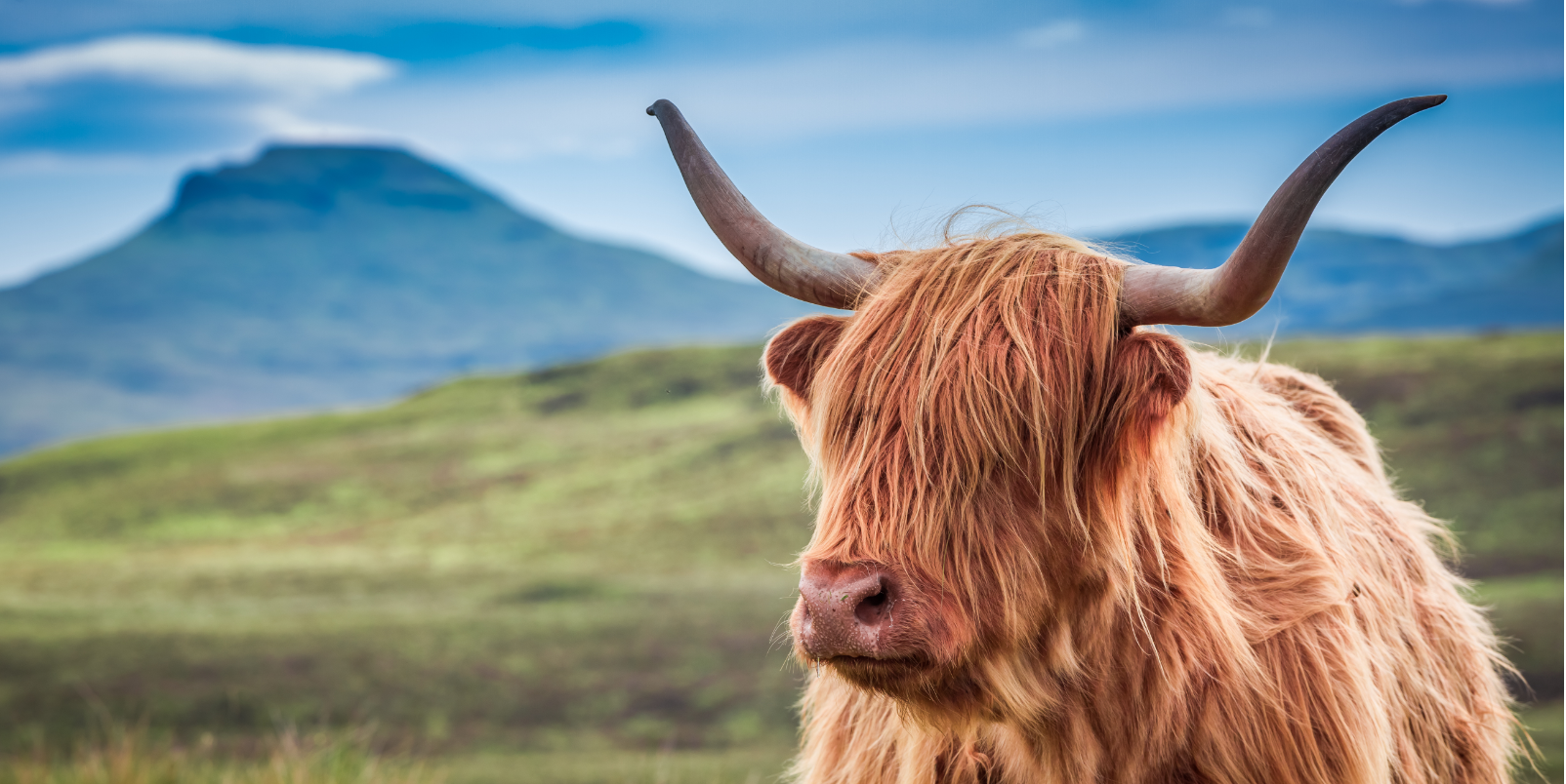 Highland bull