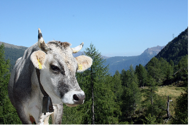 Innsbruck et le Tyrol agricole - 
