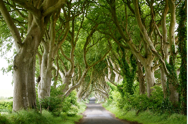 L'Irlande fait son cinéma - Ulster (Belfast)