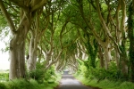 Dark Hedges