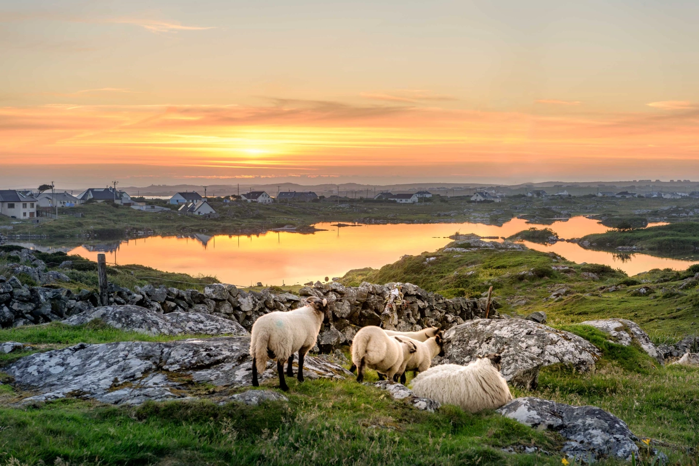 Moutons au coucher de soleil