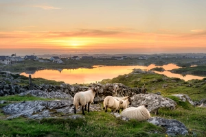 Agriculture et élevages en Irlande