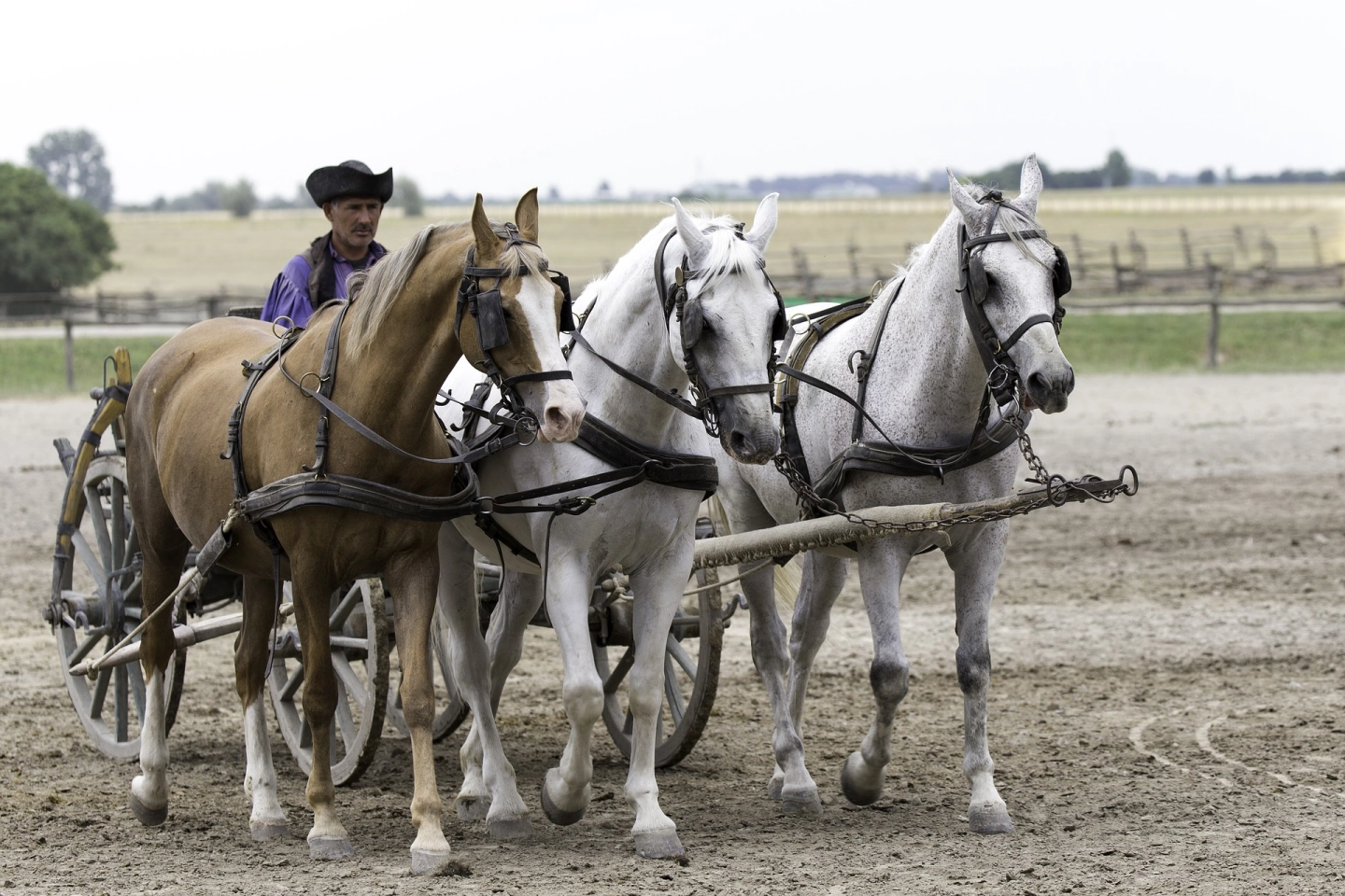 Ferme Puszta, Hongrie