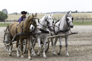 Agriculture et élevage en Hongrie