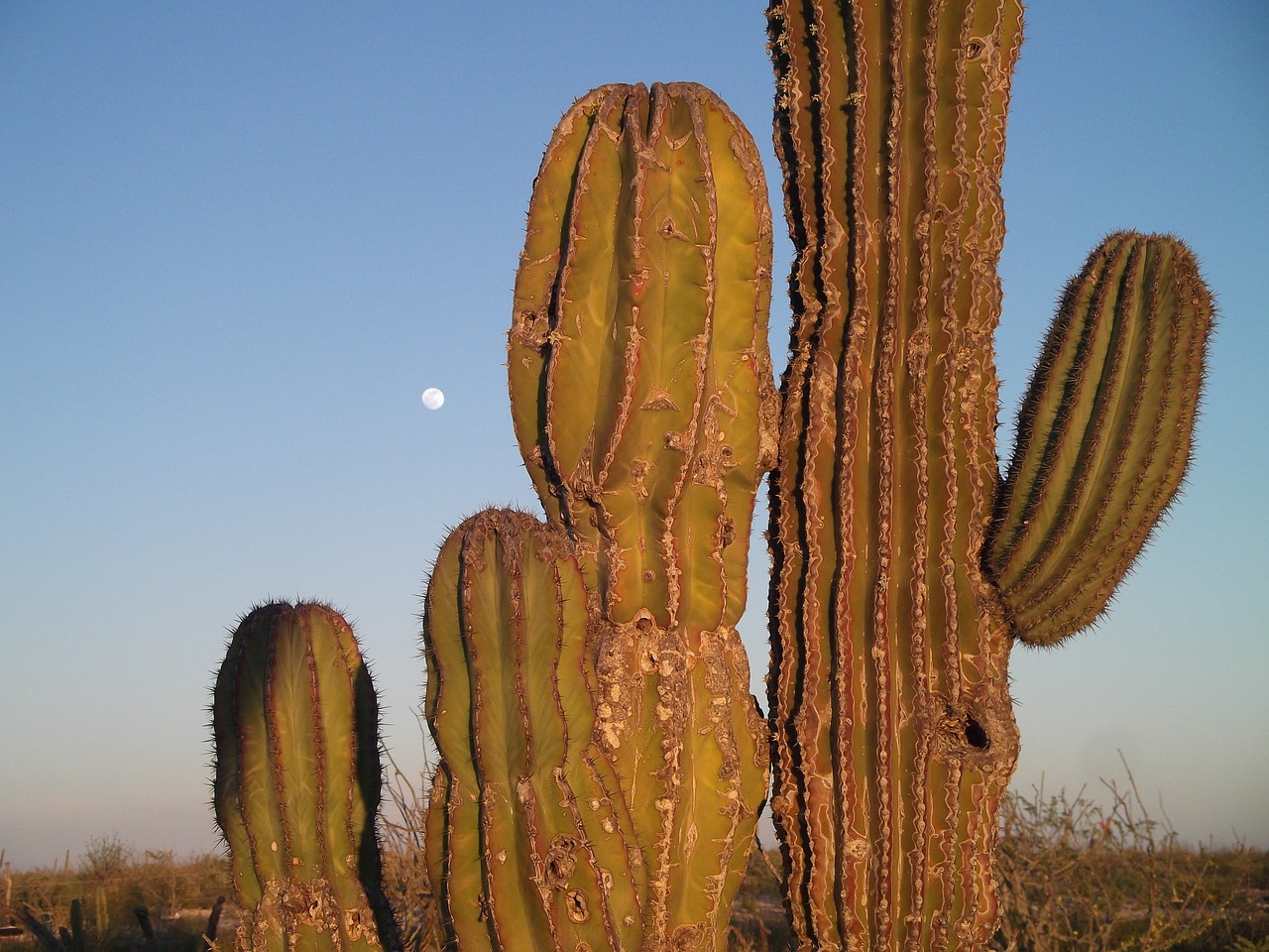 cactus