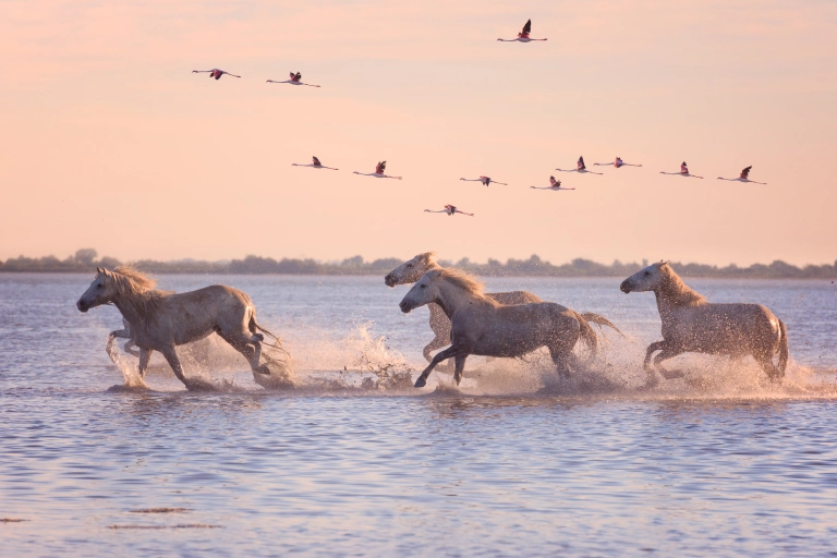 parc régional de Camargue