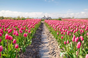 Pays-Bas : fleuriste du monde
