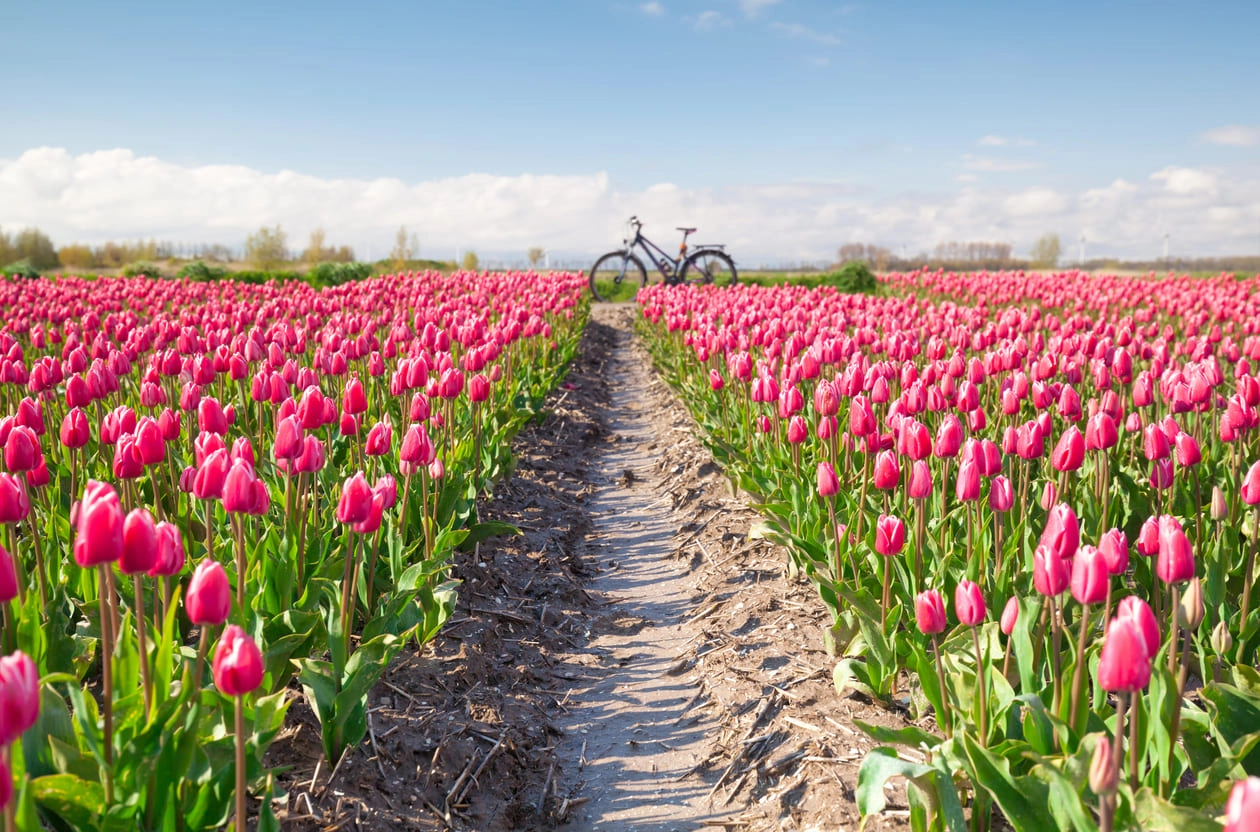 Champ de tulipes