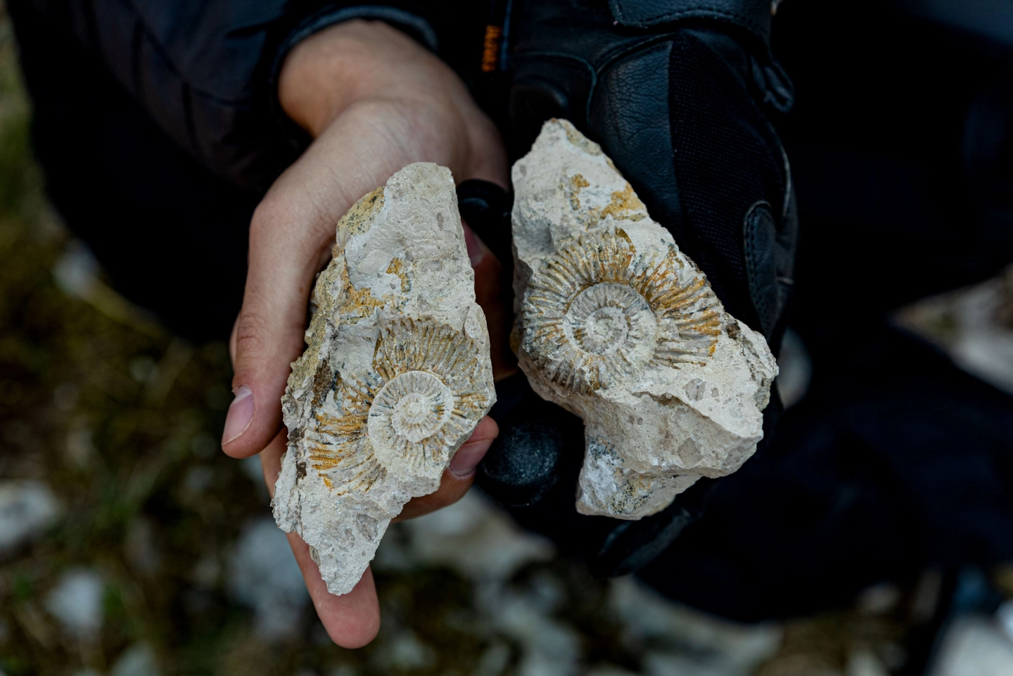 Fossiles de Gastéropodes